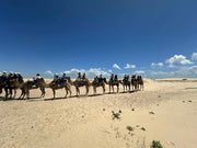 Port Stephens 1-Day Tour