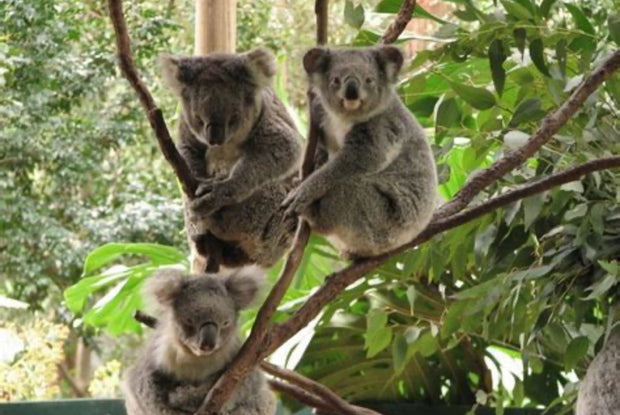 Port Stephens 1-Day Tour