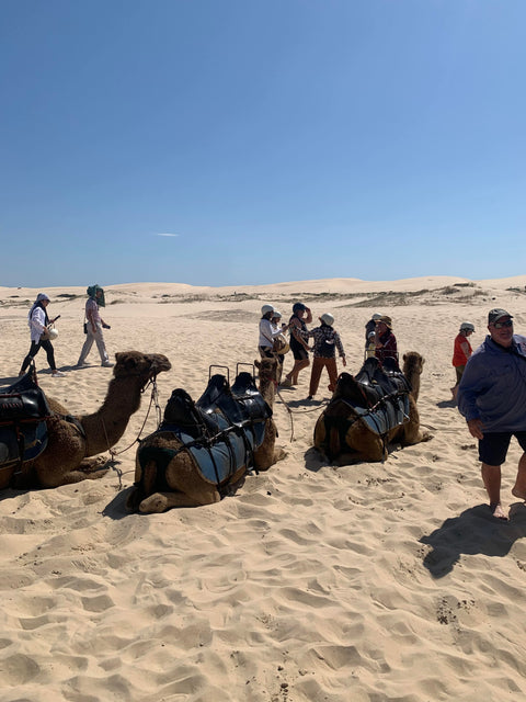 Port Stephens 1-Day Tour