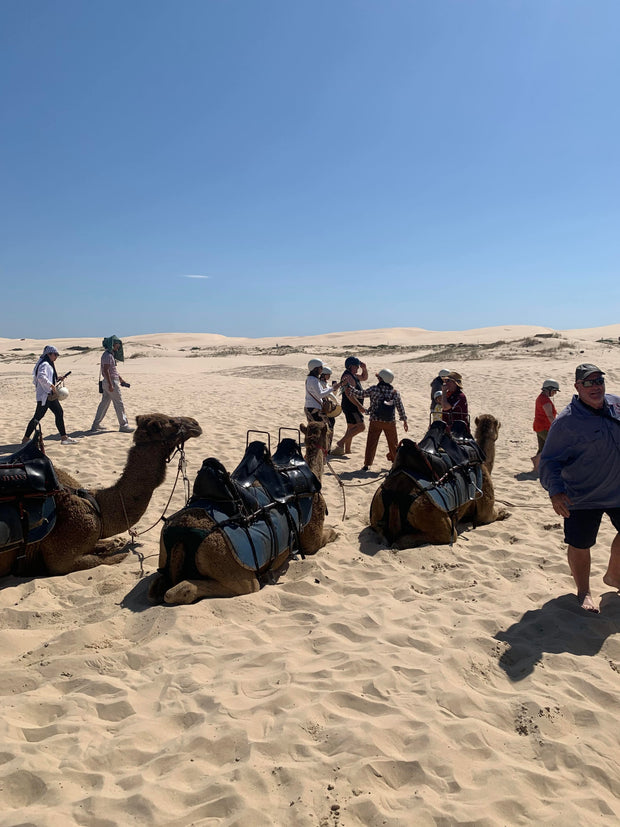 Port Stephens 1-Day Tour